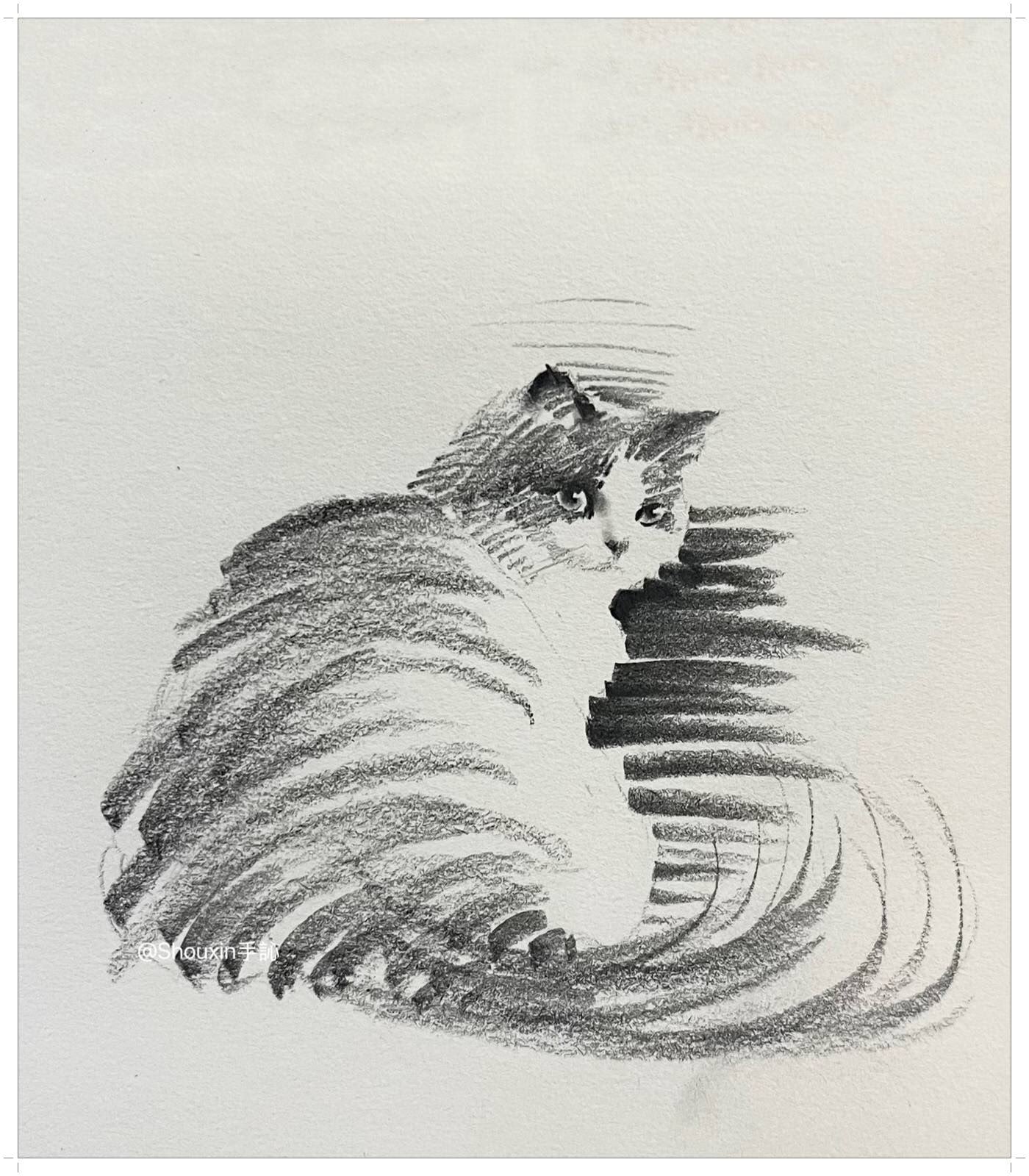 Shou Xin ou l’art de donner vie aux chats avec un simple crayon